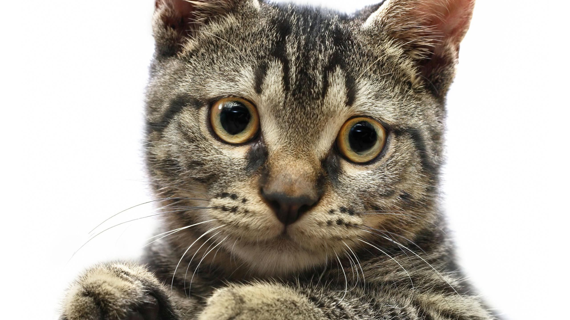 Мордочка американской жесткошерстной кошки