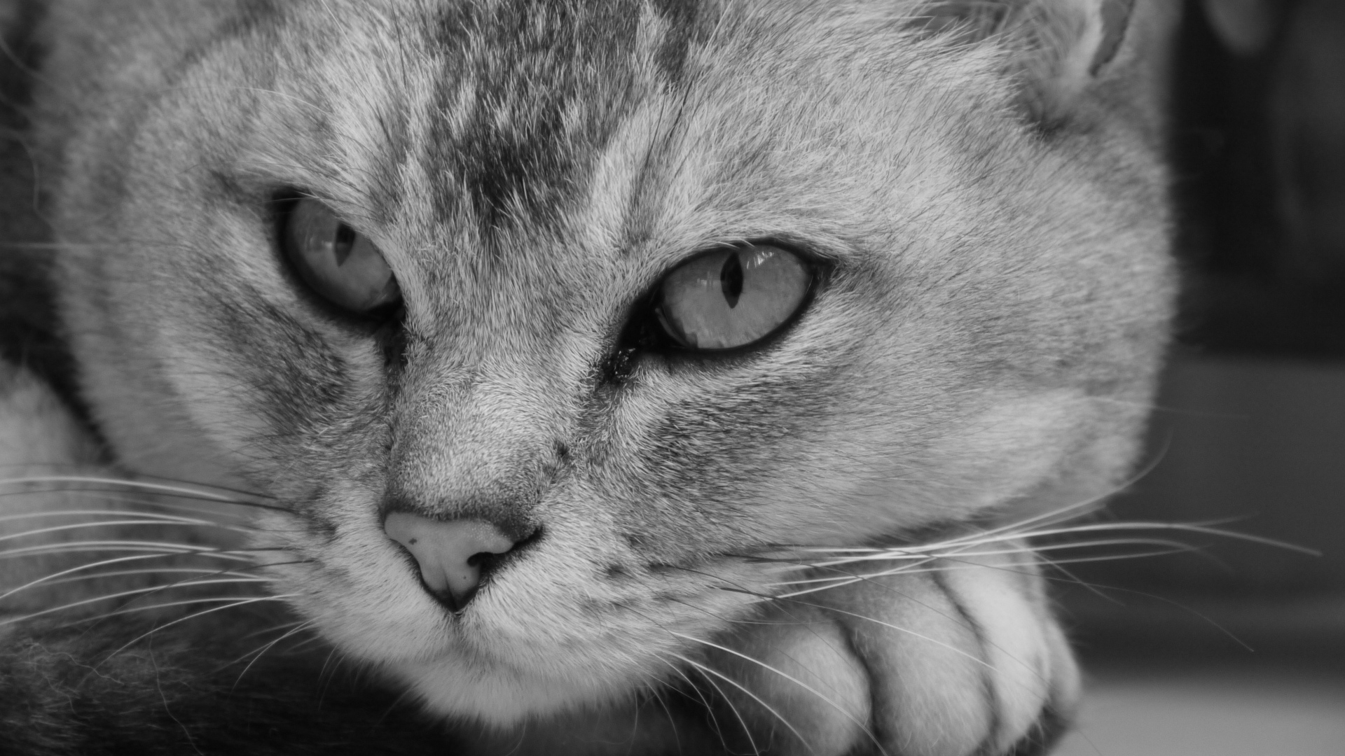 Морда кота бурмилла