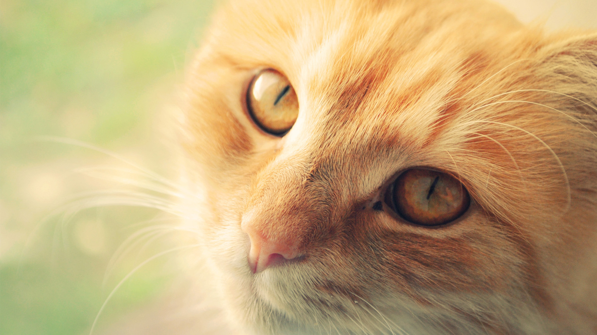 Морда рыжего кота