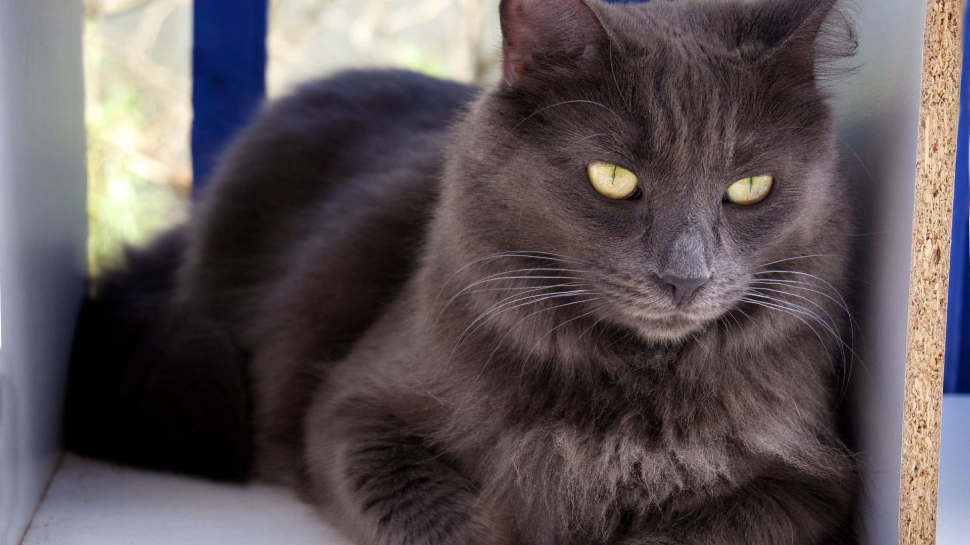 Благородный кот нибелунг