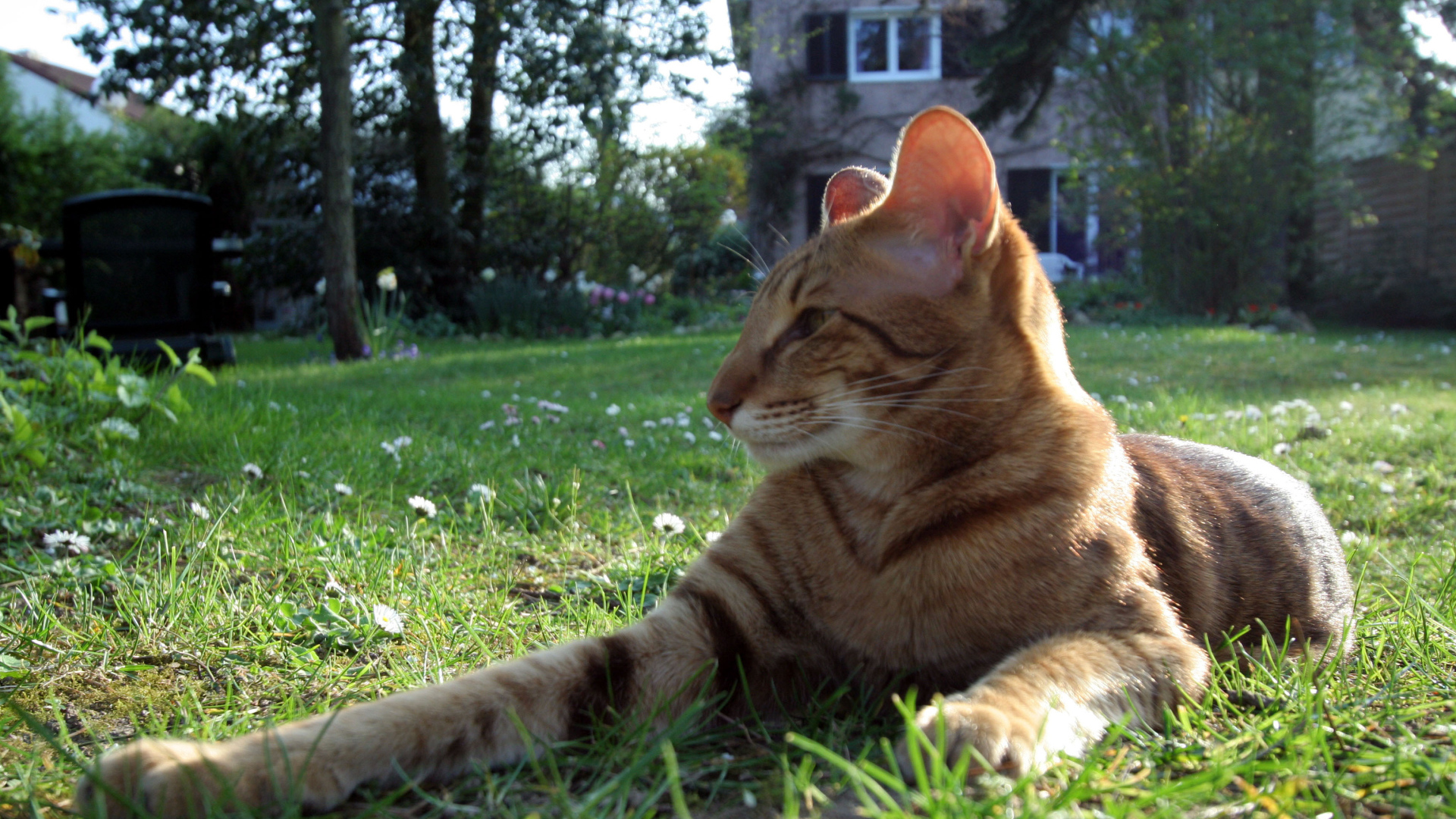 Ориентальная короткошерстная кошка на траве