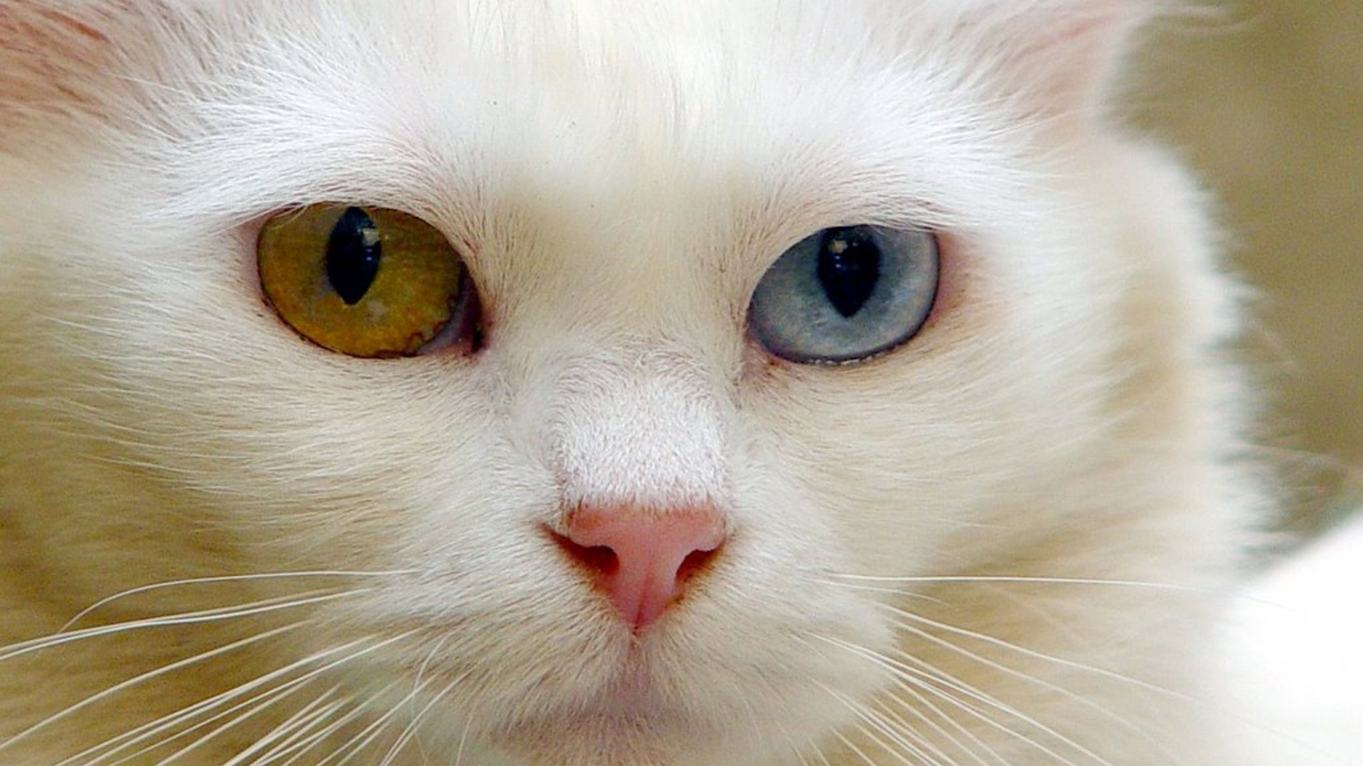 Розовый нос кота турецкая ангора