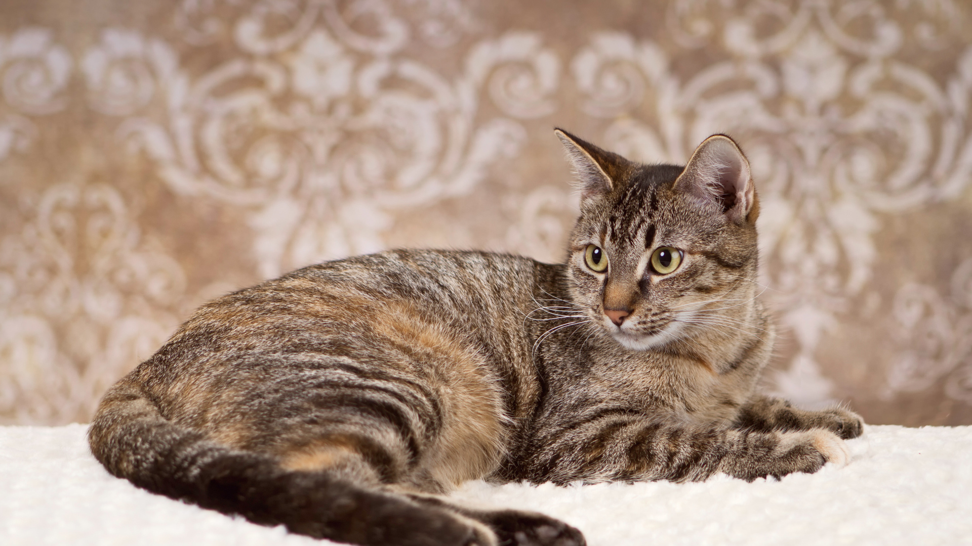 Игривая кошка на ковре