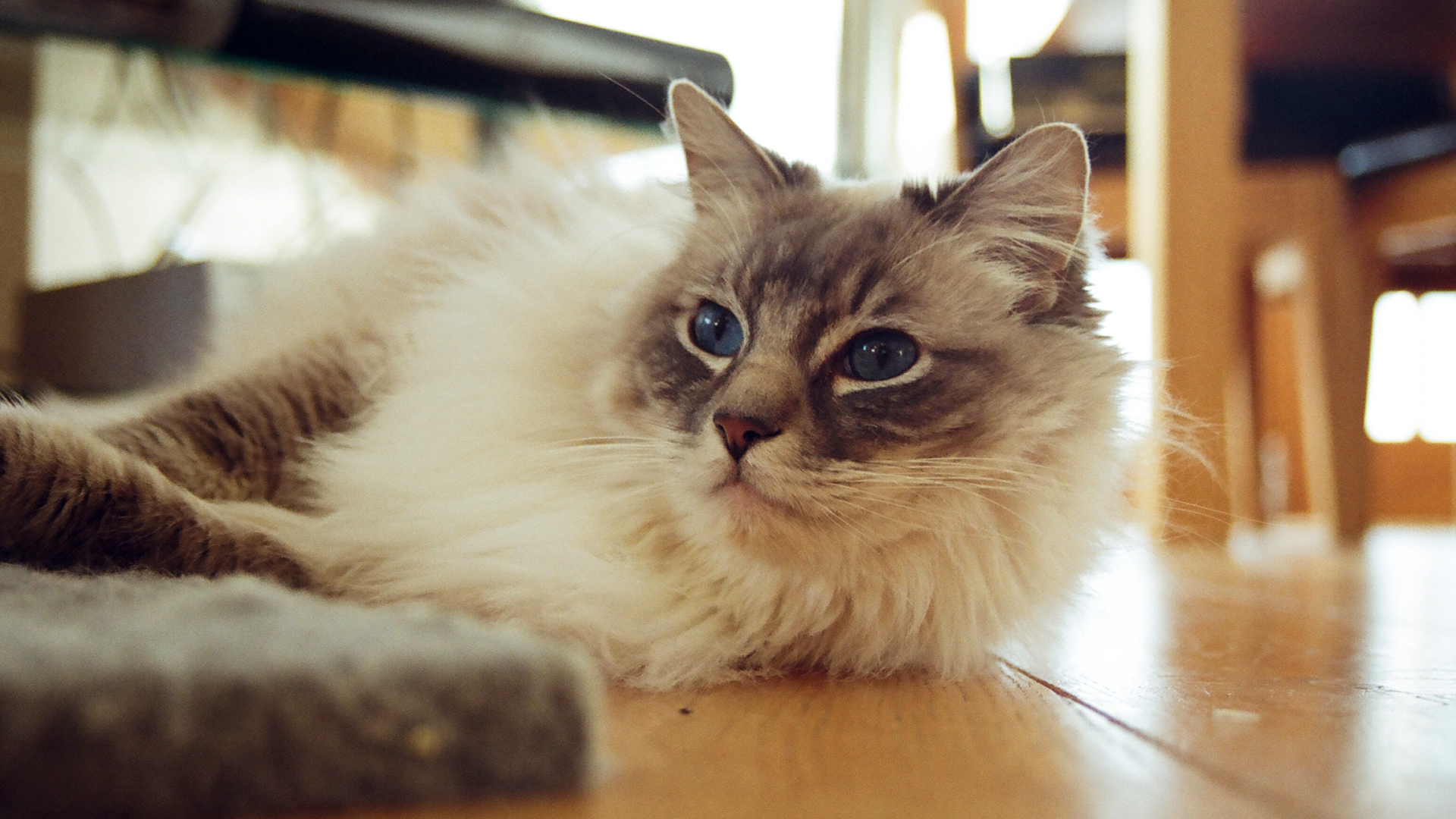 Гордая кошка рэгдолл