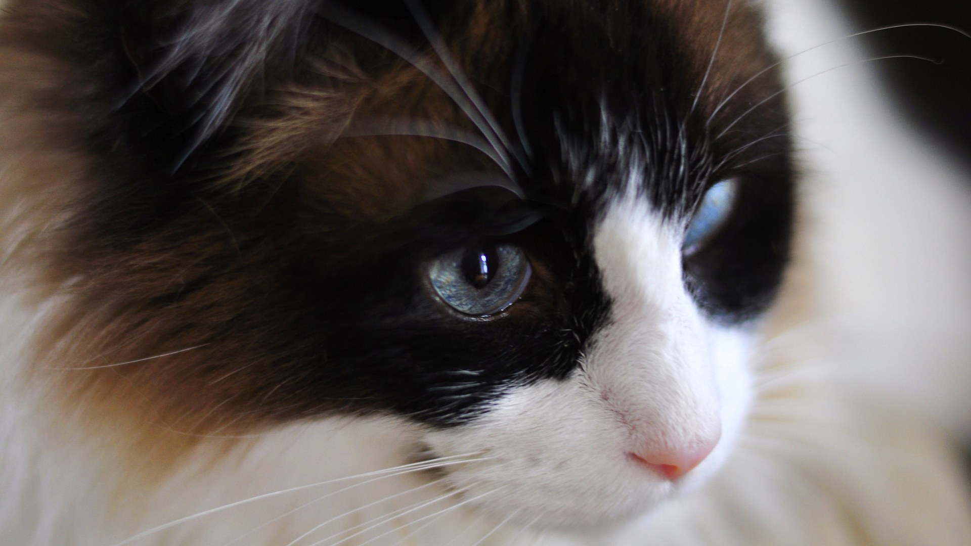 Мордочка кота рэгдолл