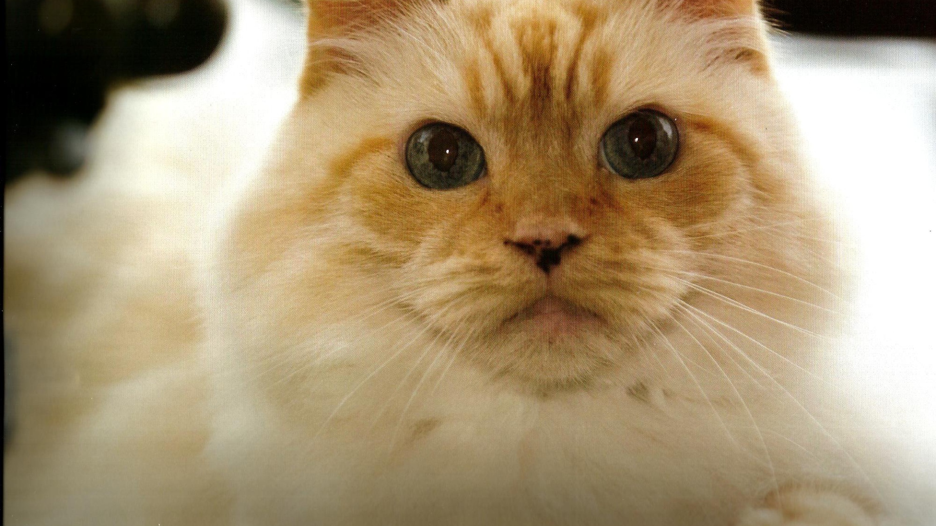 Рыжая гималайская кошка