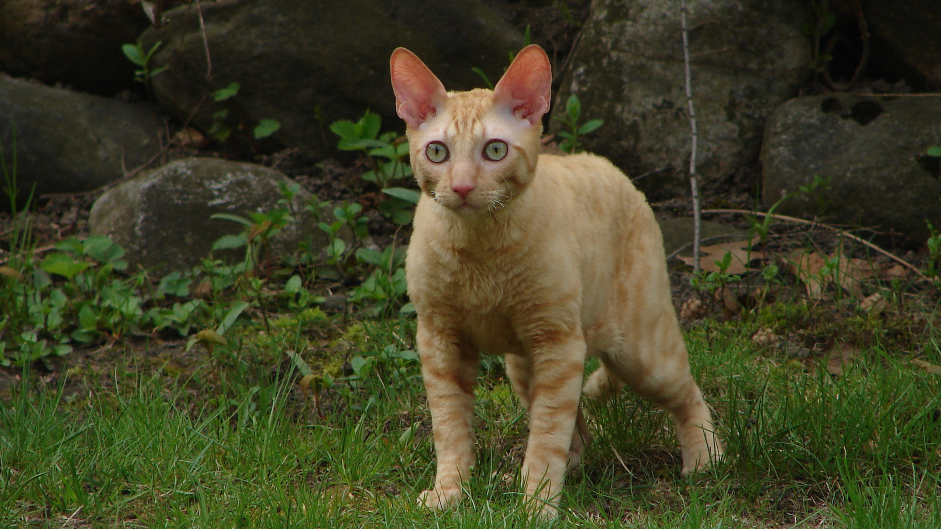 Рыжий кот корниш рекс на траве