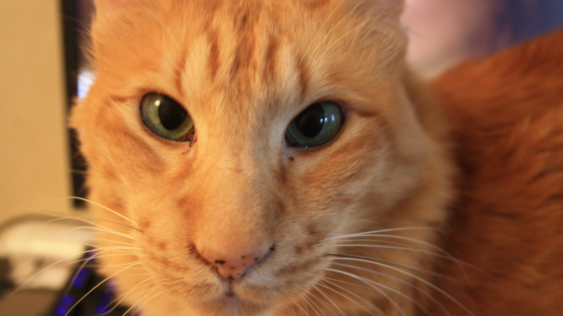 Red oriental longhair cat