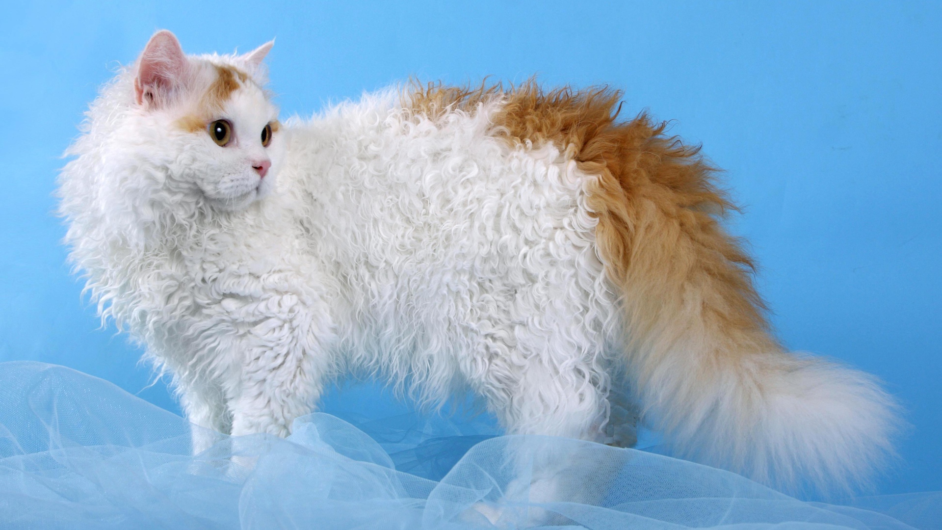 Бело рыжий селкирк рекс