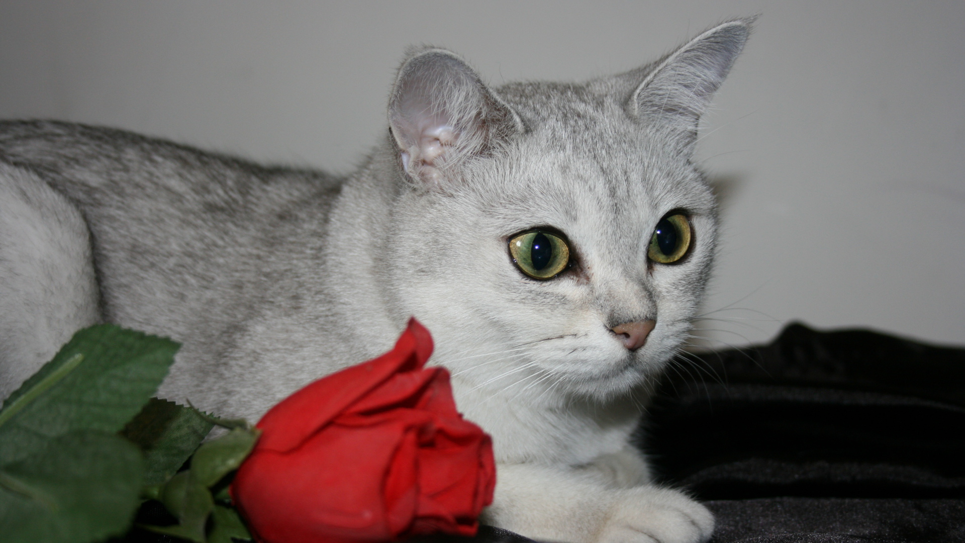 Роза и бурмилла