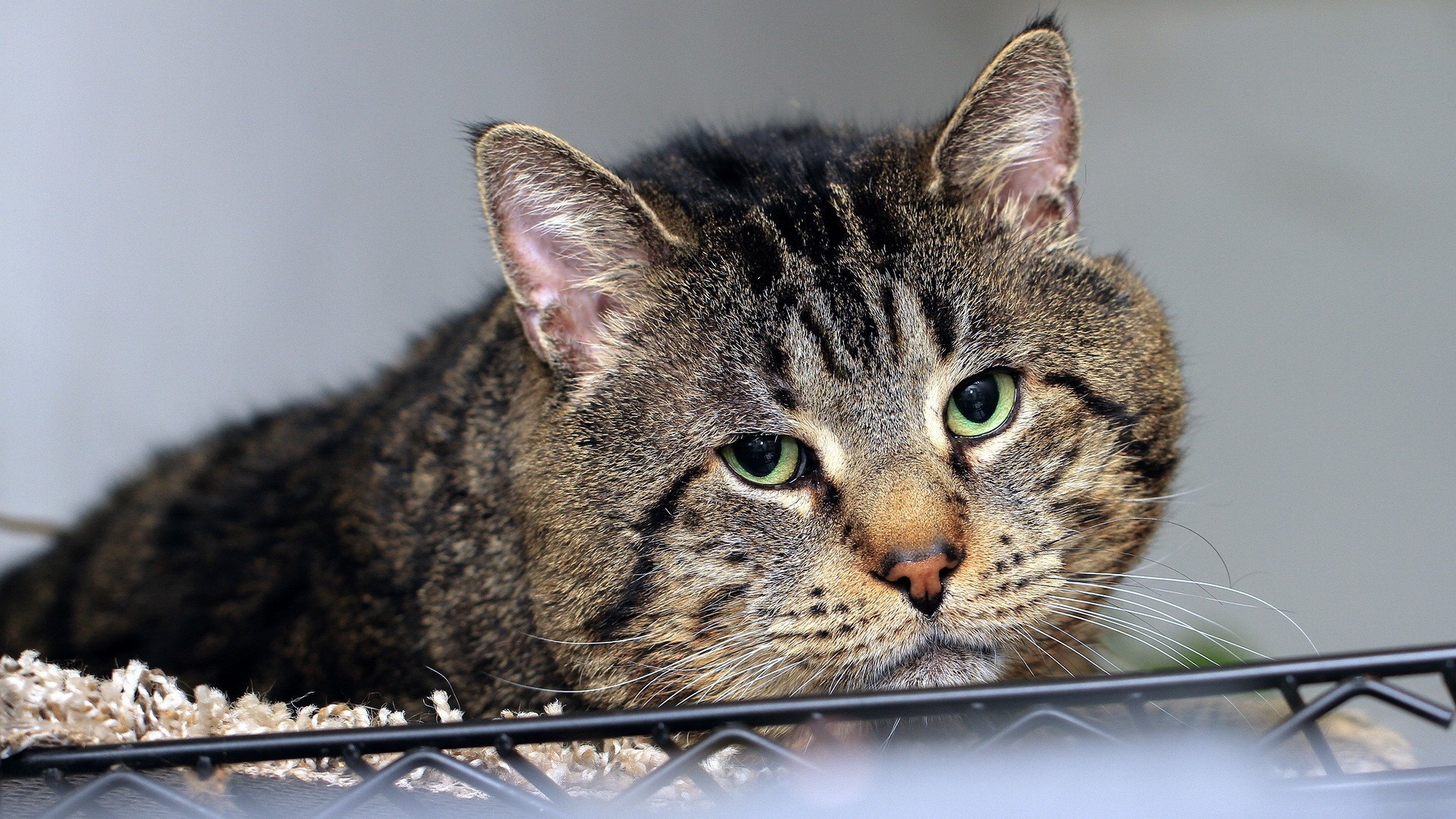 Грустный толстый кот