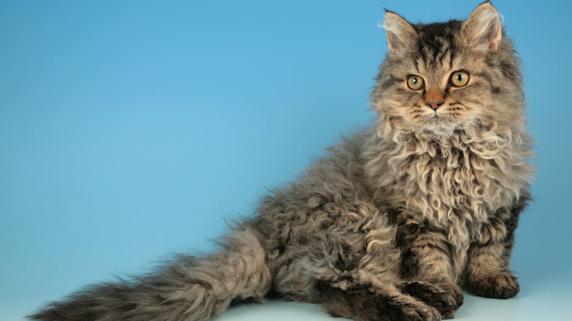 Порода кошек селкирк рекс