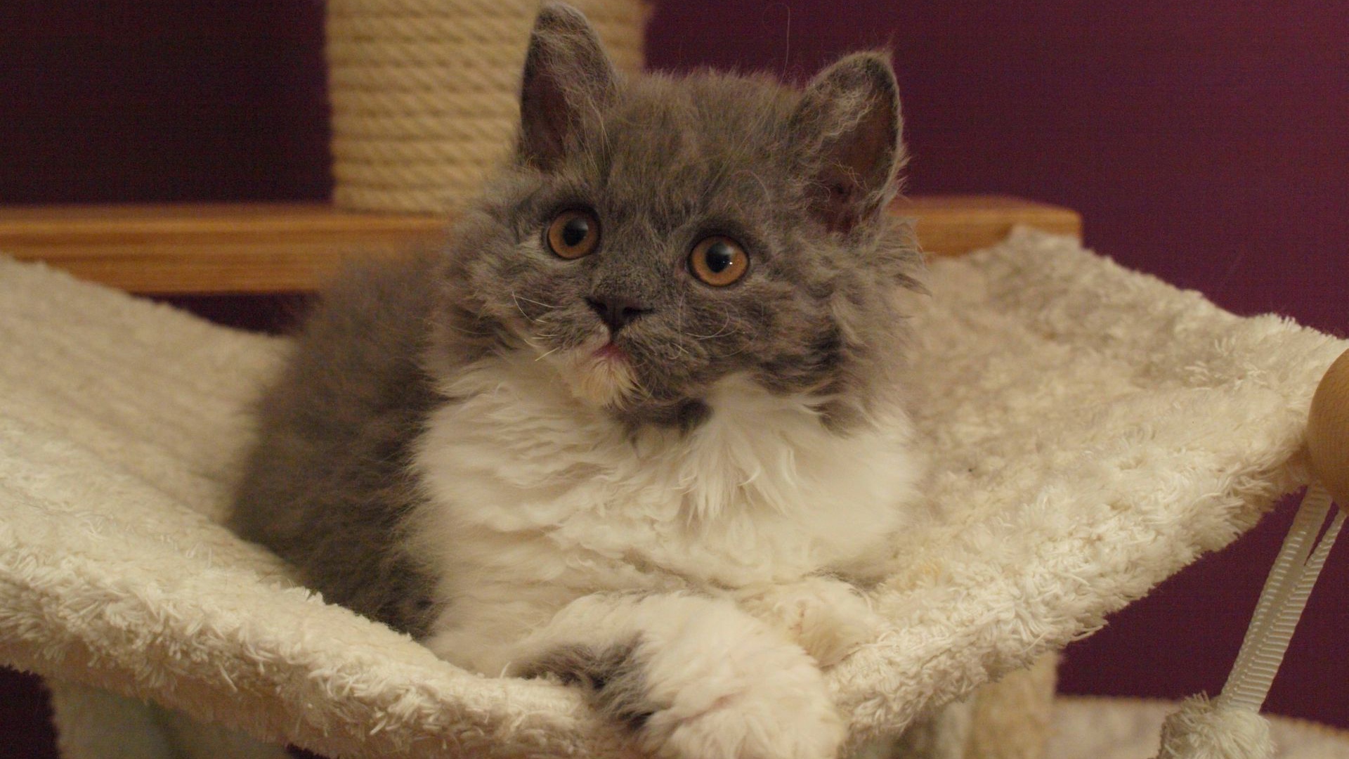 Селкирк рекс в гамаке