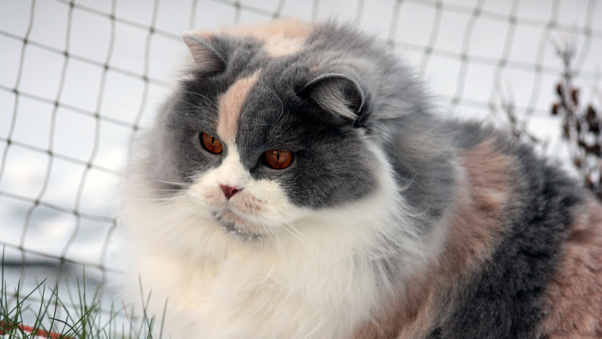 Лохматая британская длинношерстная кошка