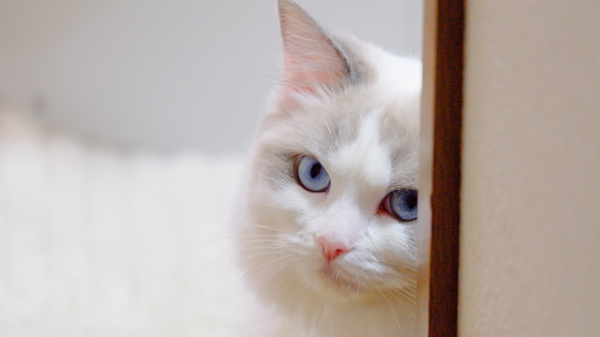 Стеснительная кошка рэгдолл