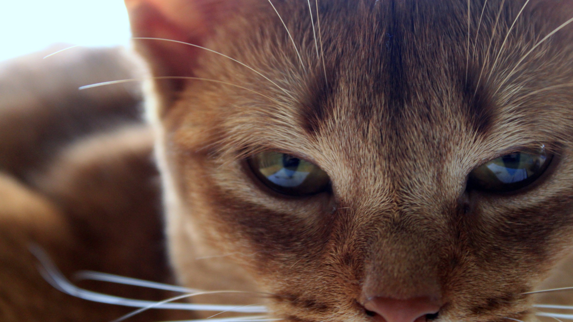 Глаза сингапурской кошки