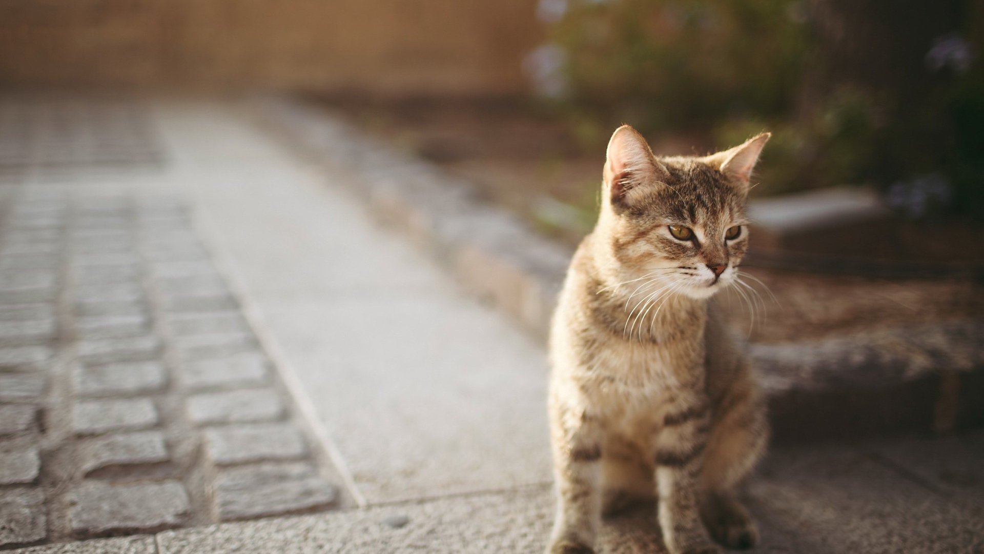 Котенок сингапурской кошки