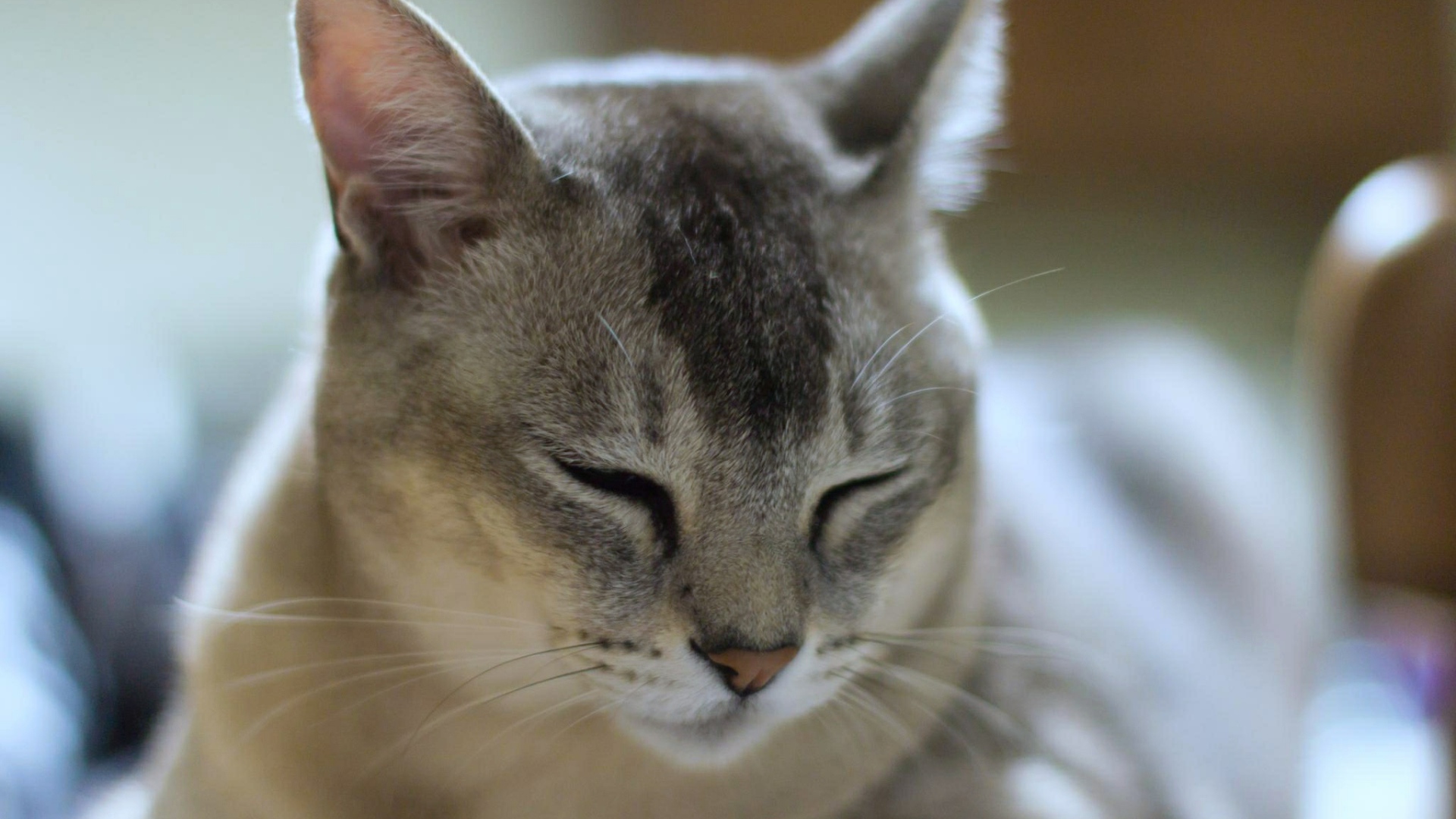 Сонный кот бурмилла