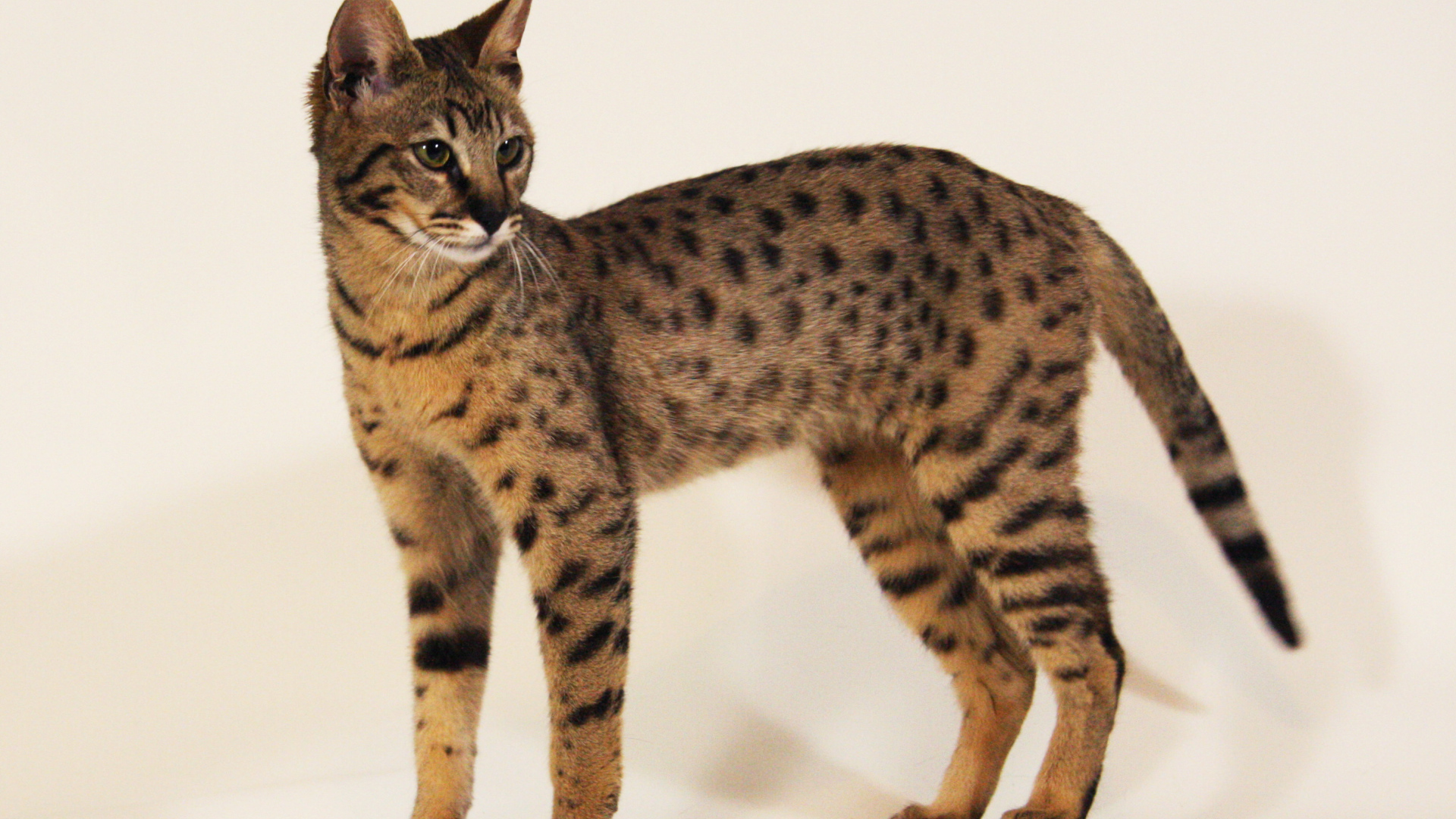 Стройная кошка саванна