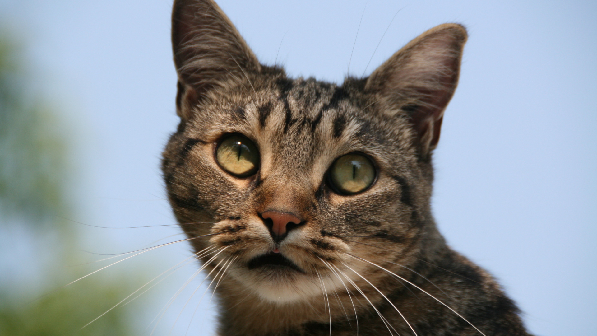 Милая европейская короткошерстная кошка