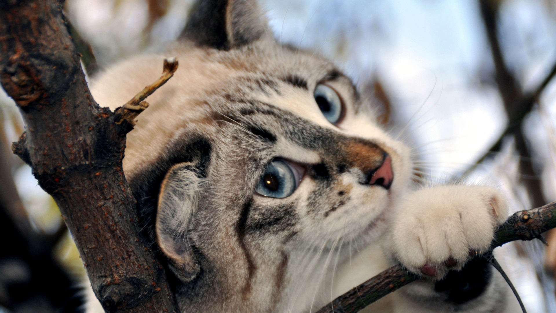 Голубоглазый кот