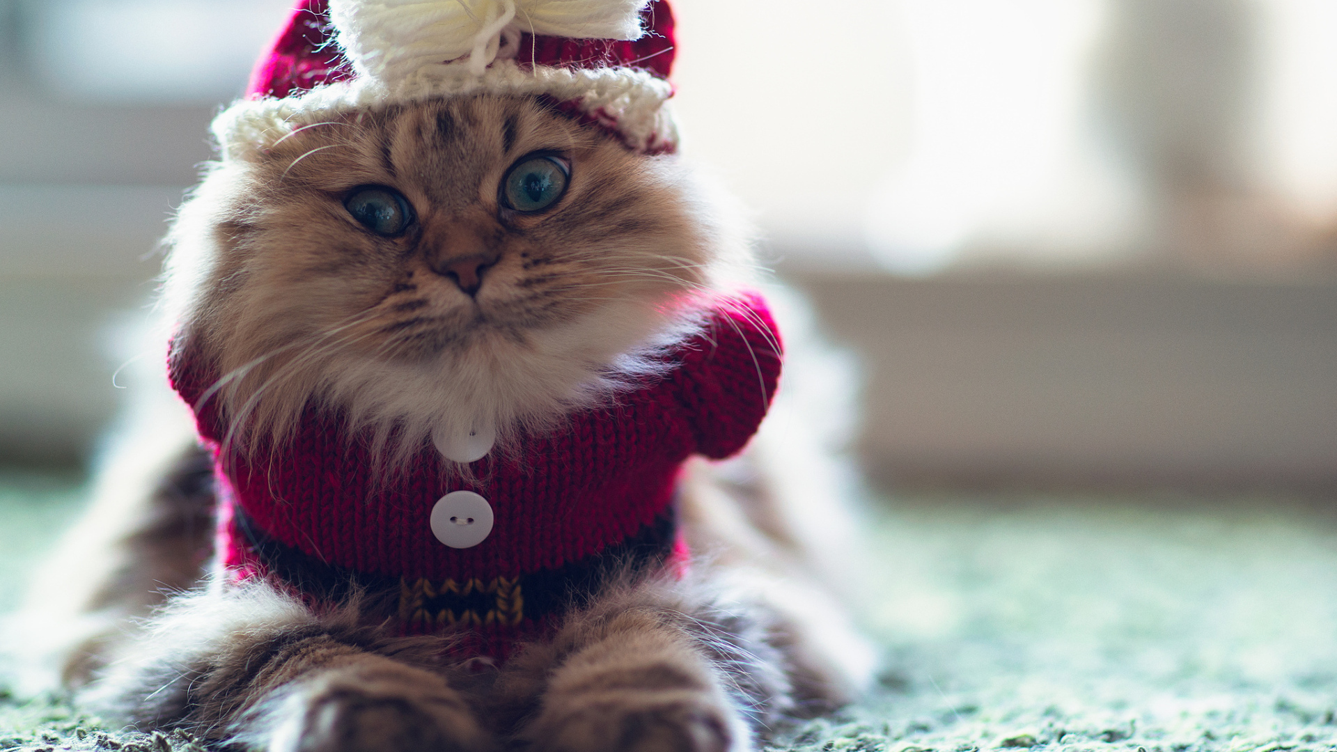 Кот в одежде