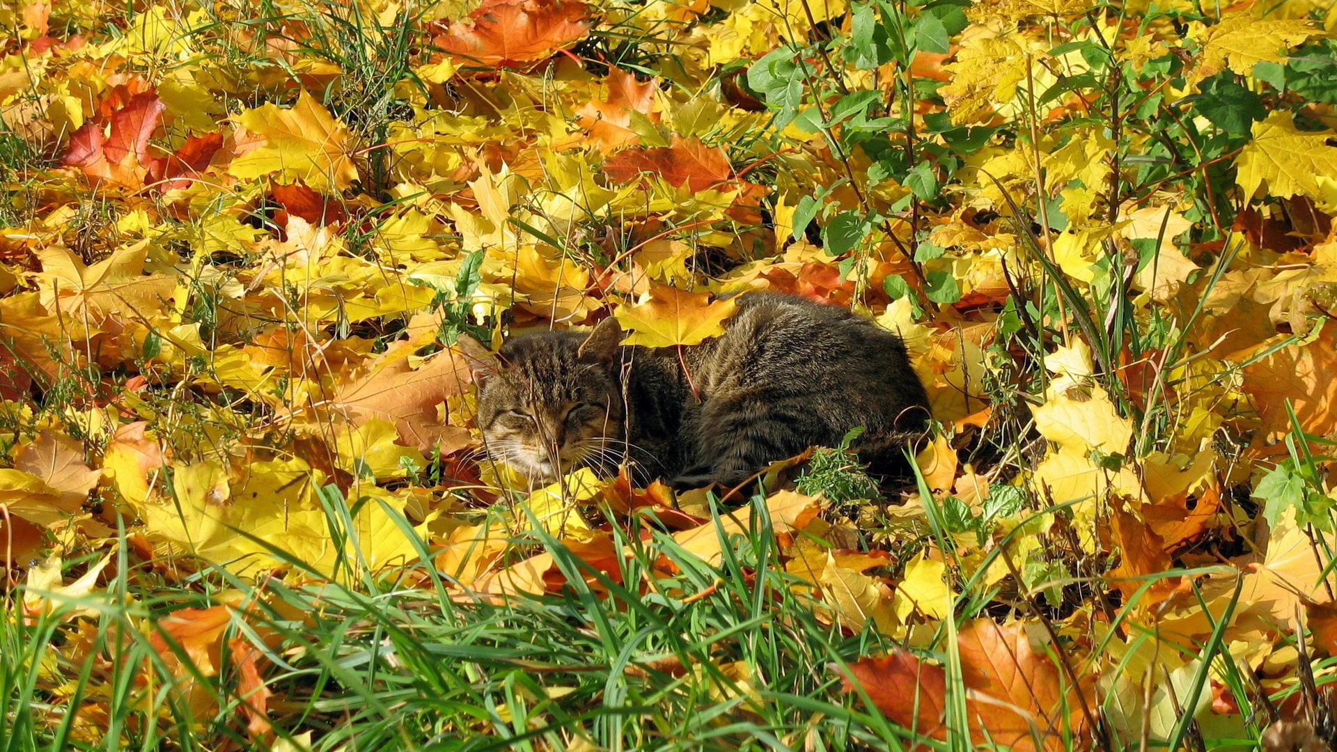 Кот в осенней листве