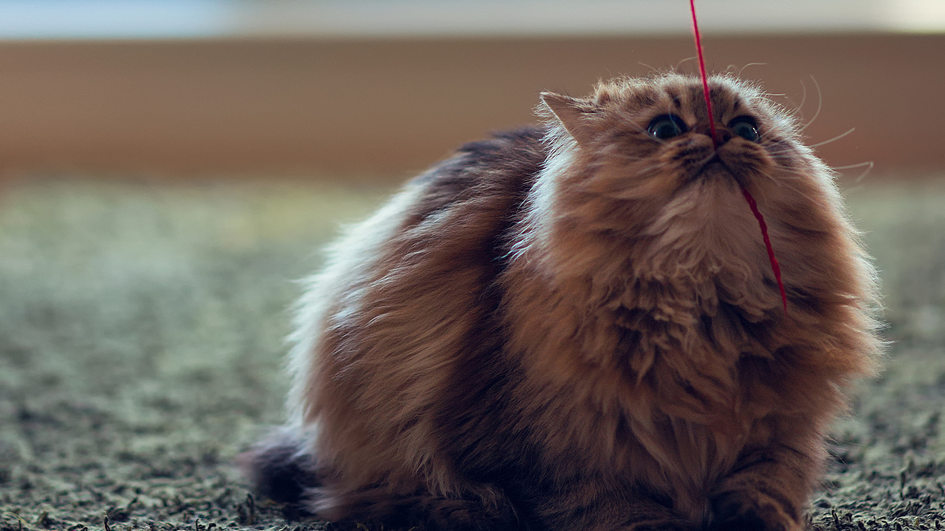 Кот тянет нитку