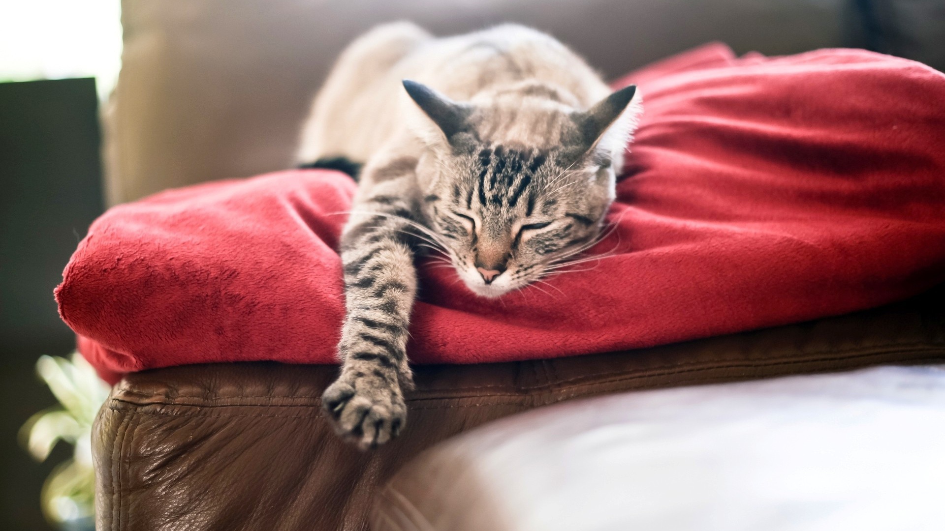 Кот спит свесив лапу