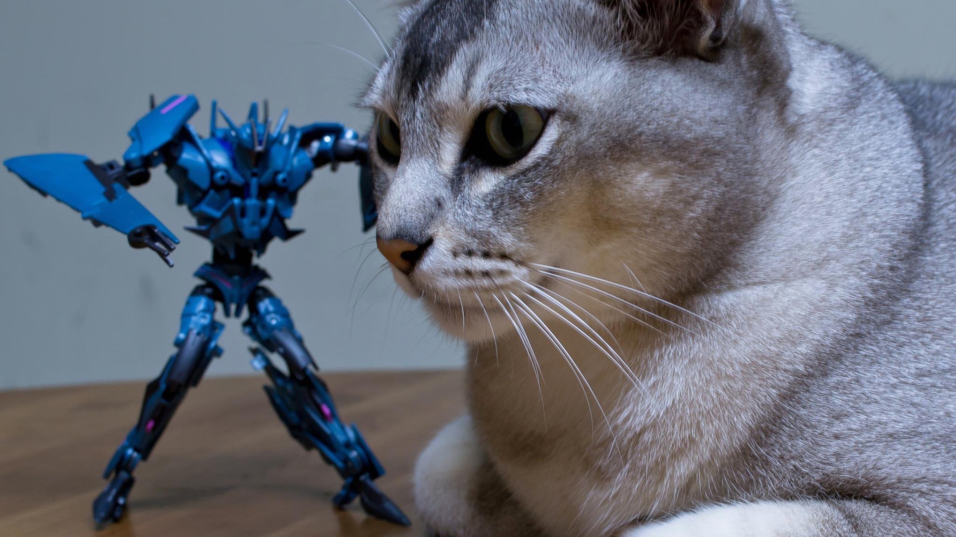 Игрушка атакует кошку бурмилла