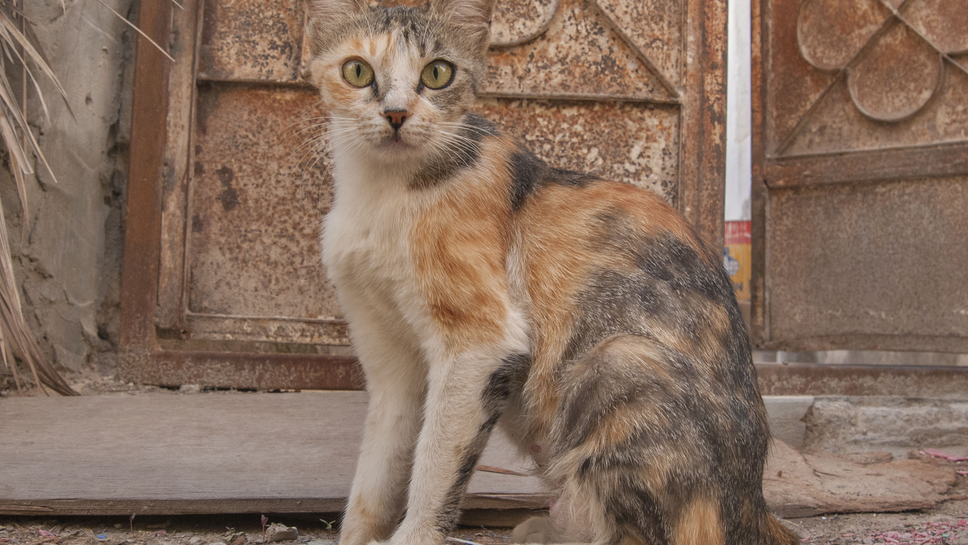 Трехцветный аравийский мау