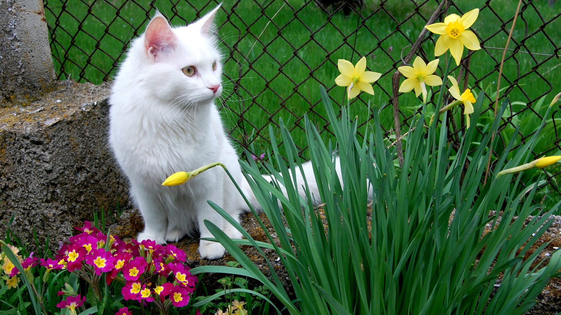 Кошка турецкая ангора среди цветов
