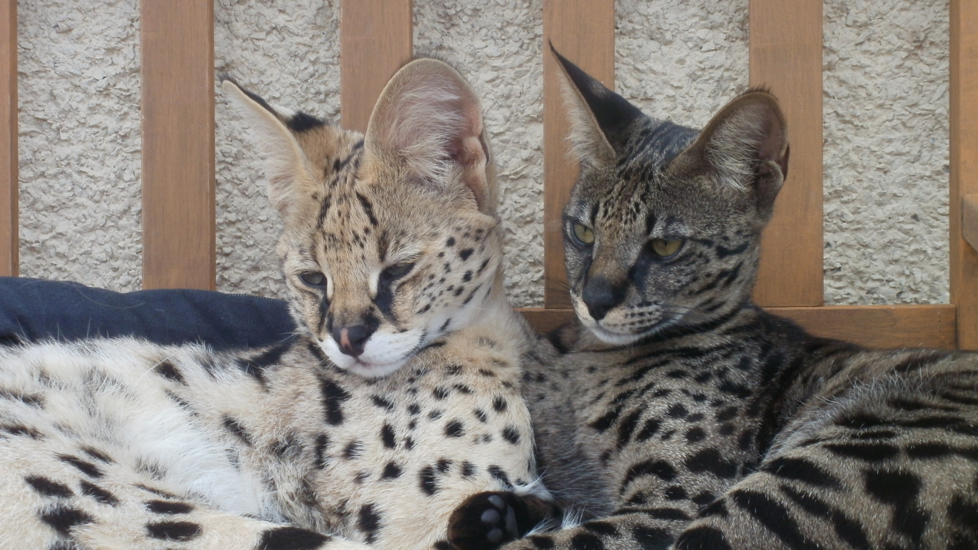 Два кота саванна