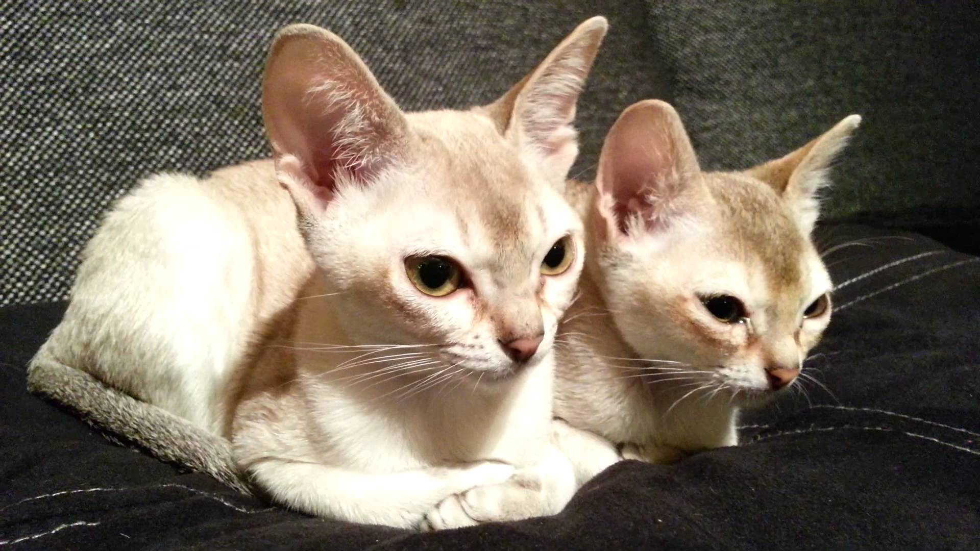 Две сингапурских кошки