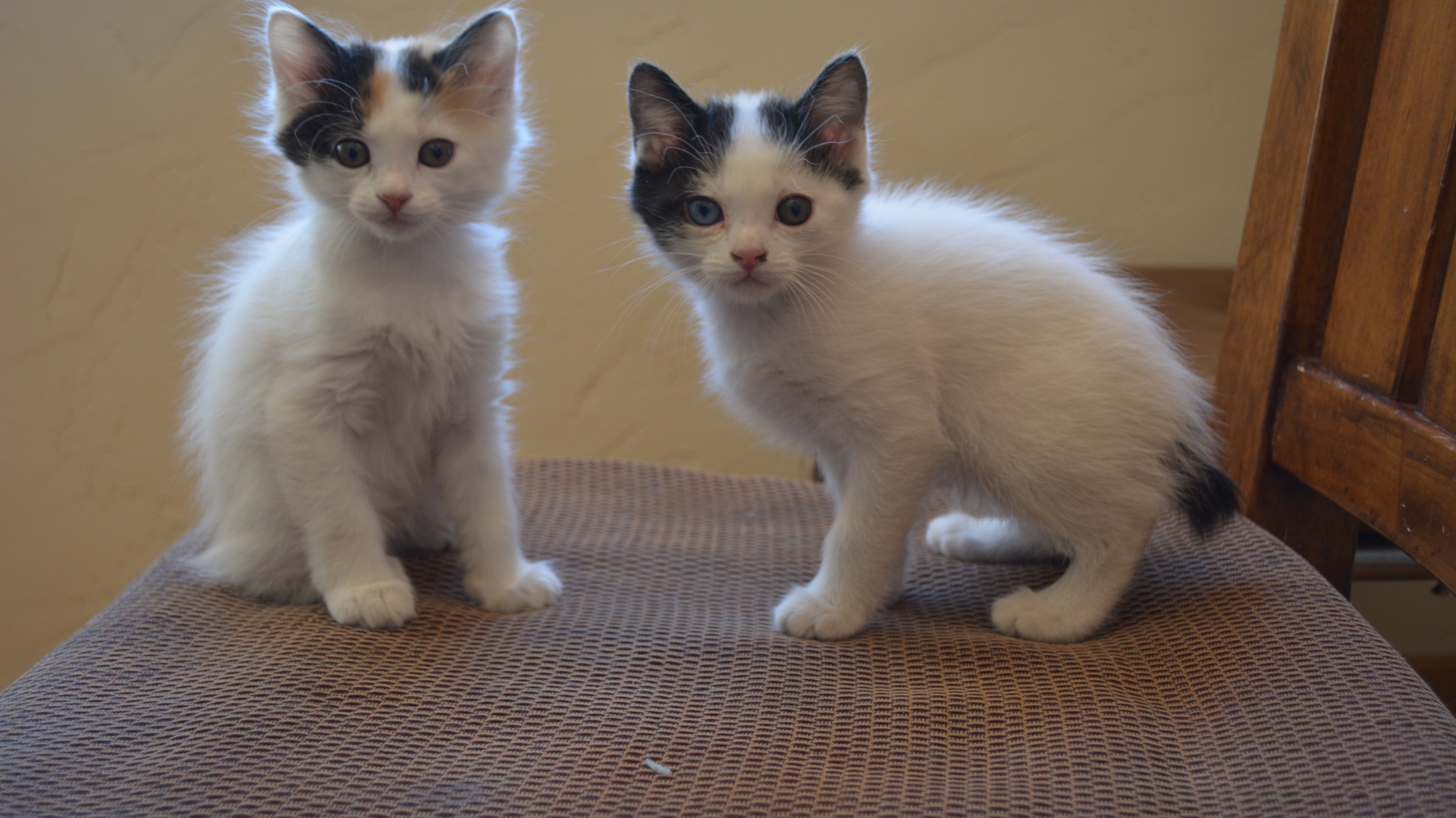 Два котенка японского бобтейла