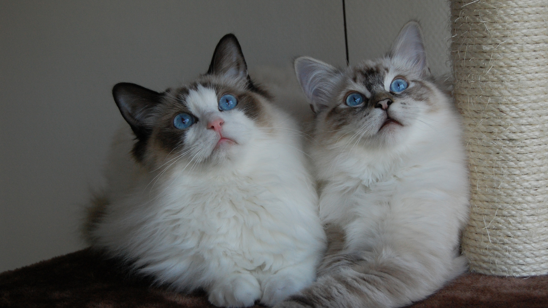 Два кота рэгдолл