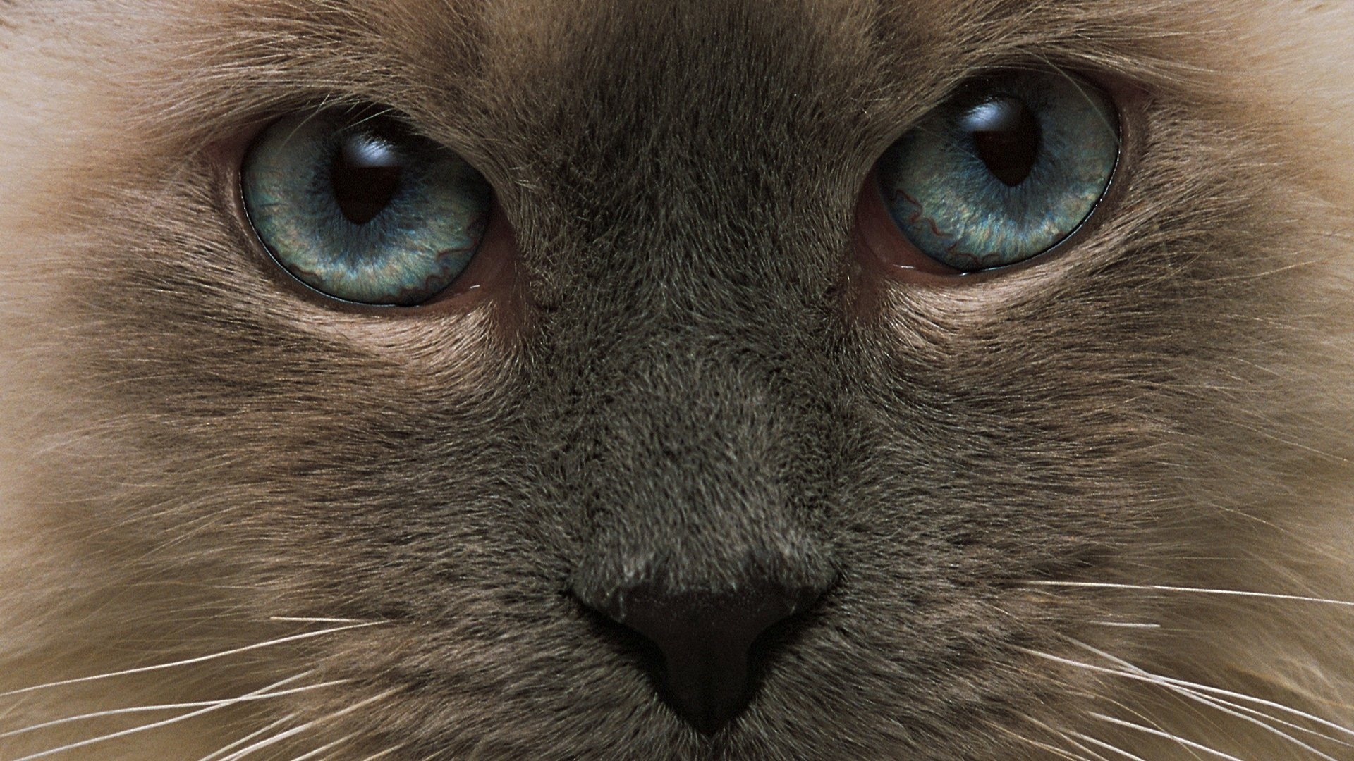 Взгляд тонкинской кошки