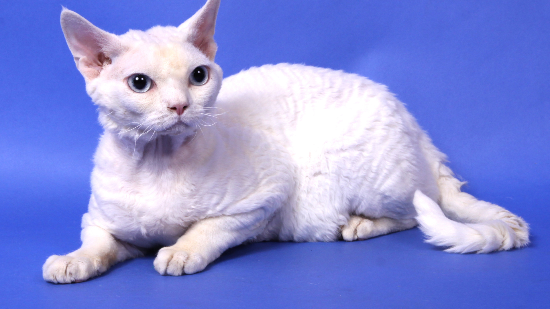 White Devon Rex Desktop wallpapers 1920x1080