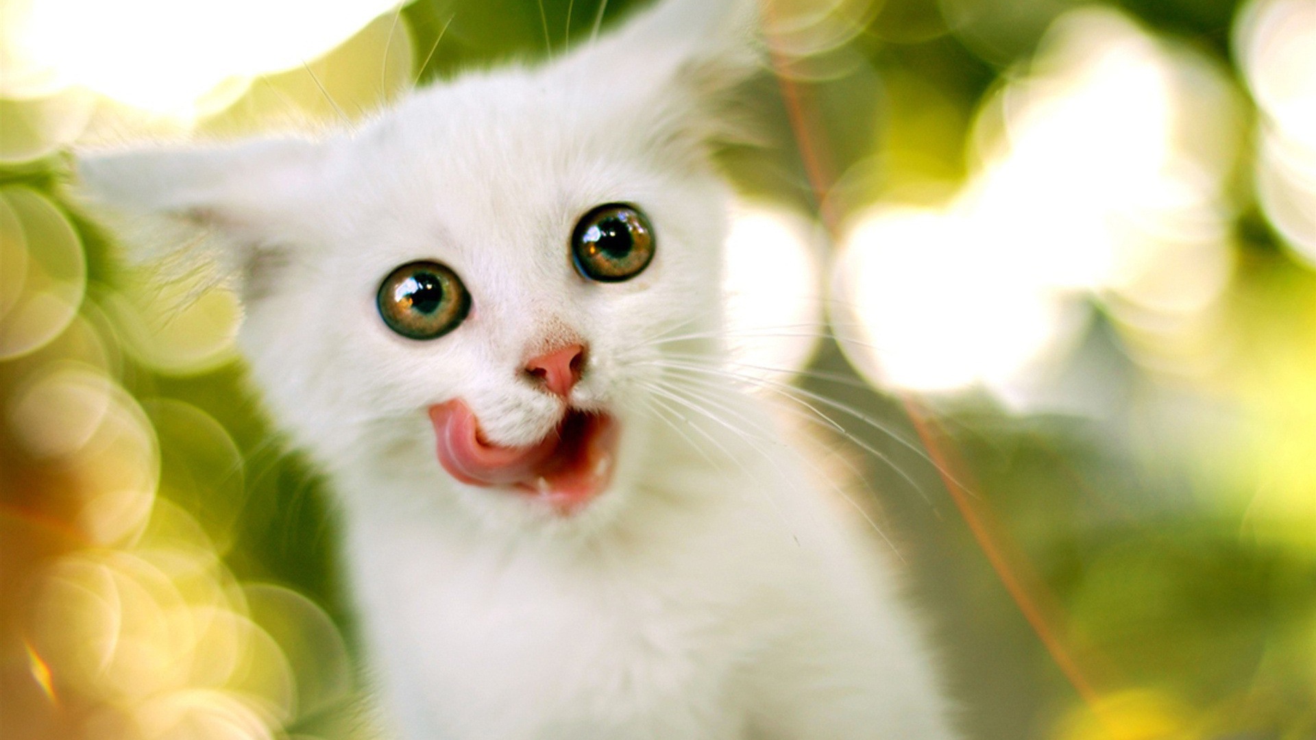 Белый котенок с круглыми глазами
