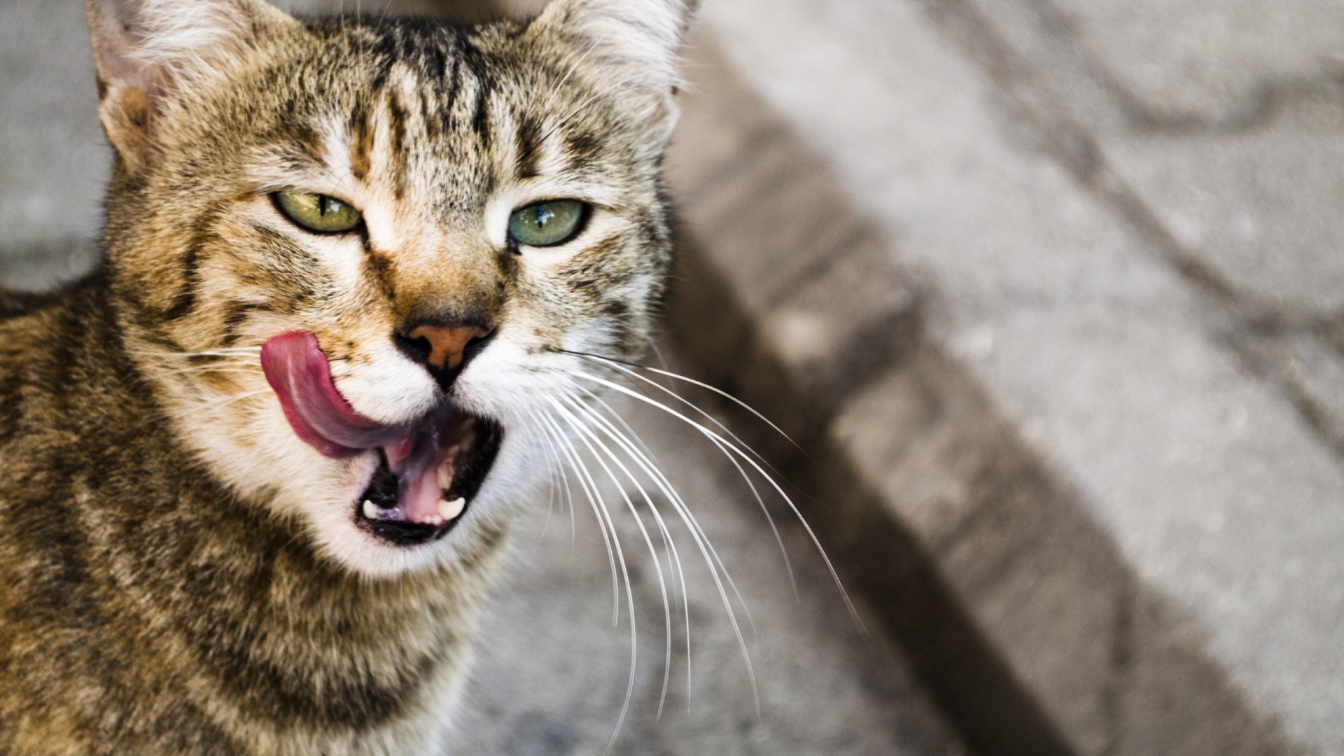 Кот облизывается