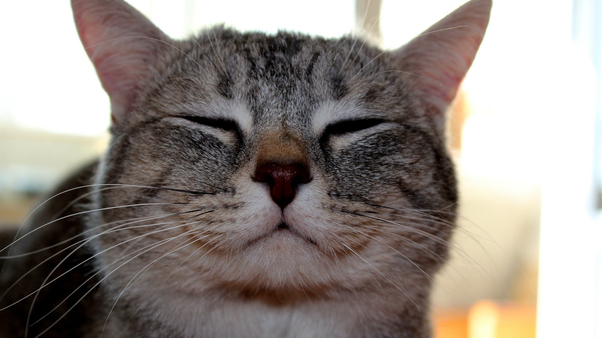 Кот улыбается