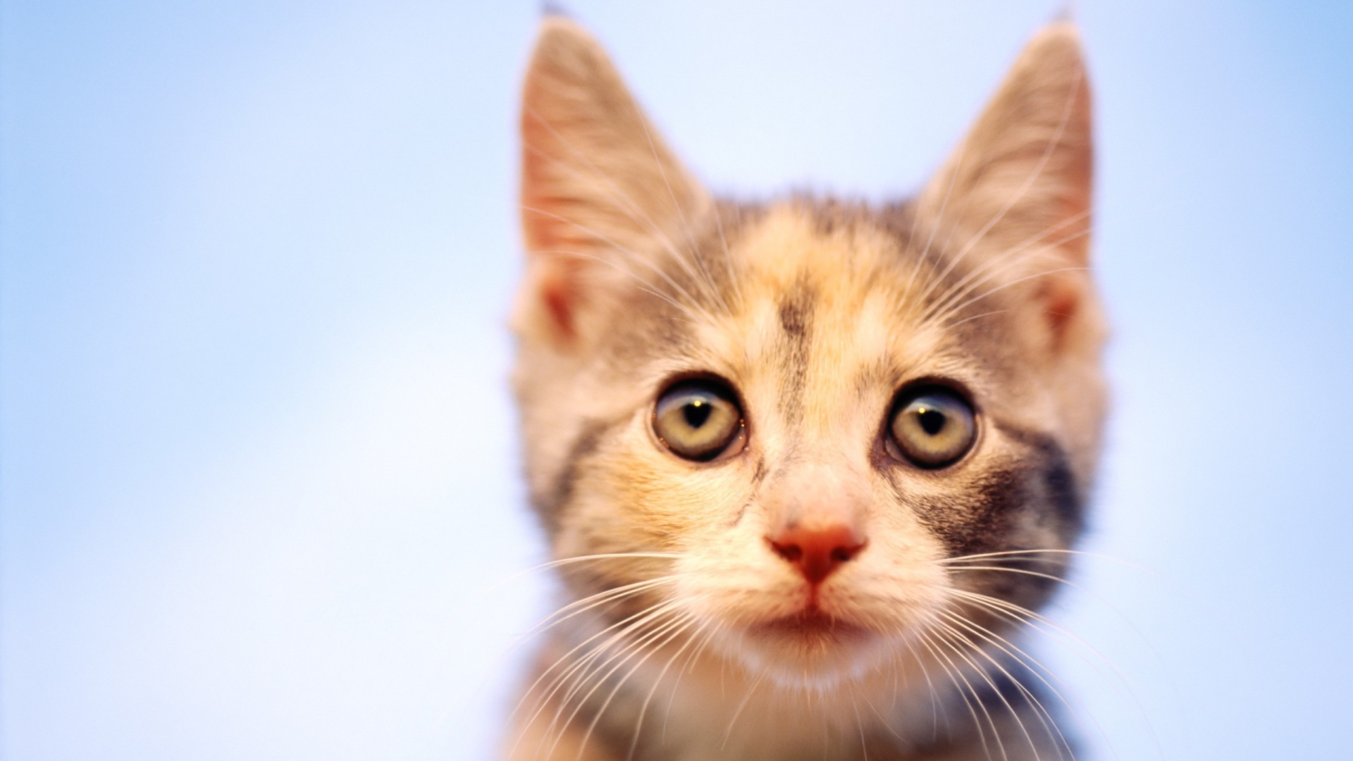 Пристальный Взгляд кошки