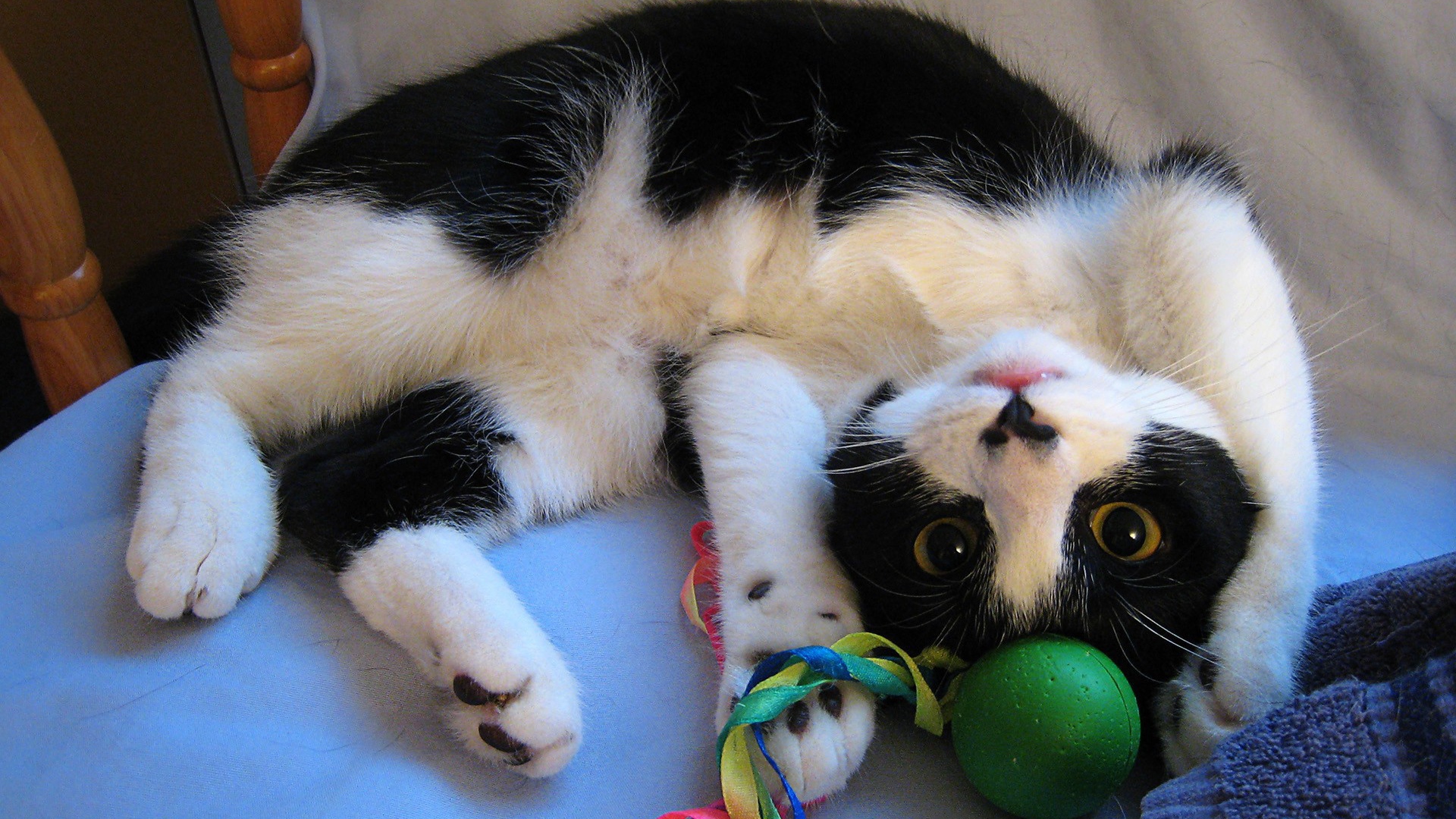 Кот играет с игрушкой