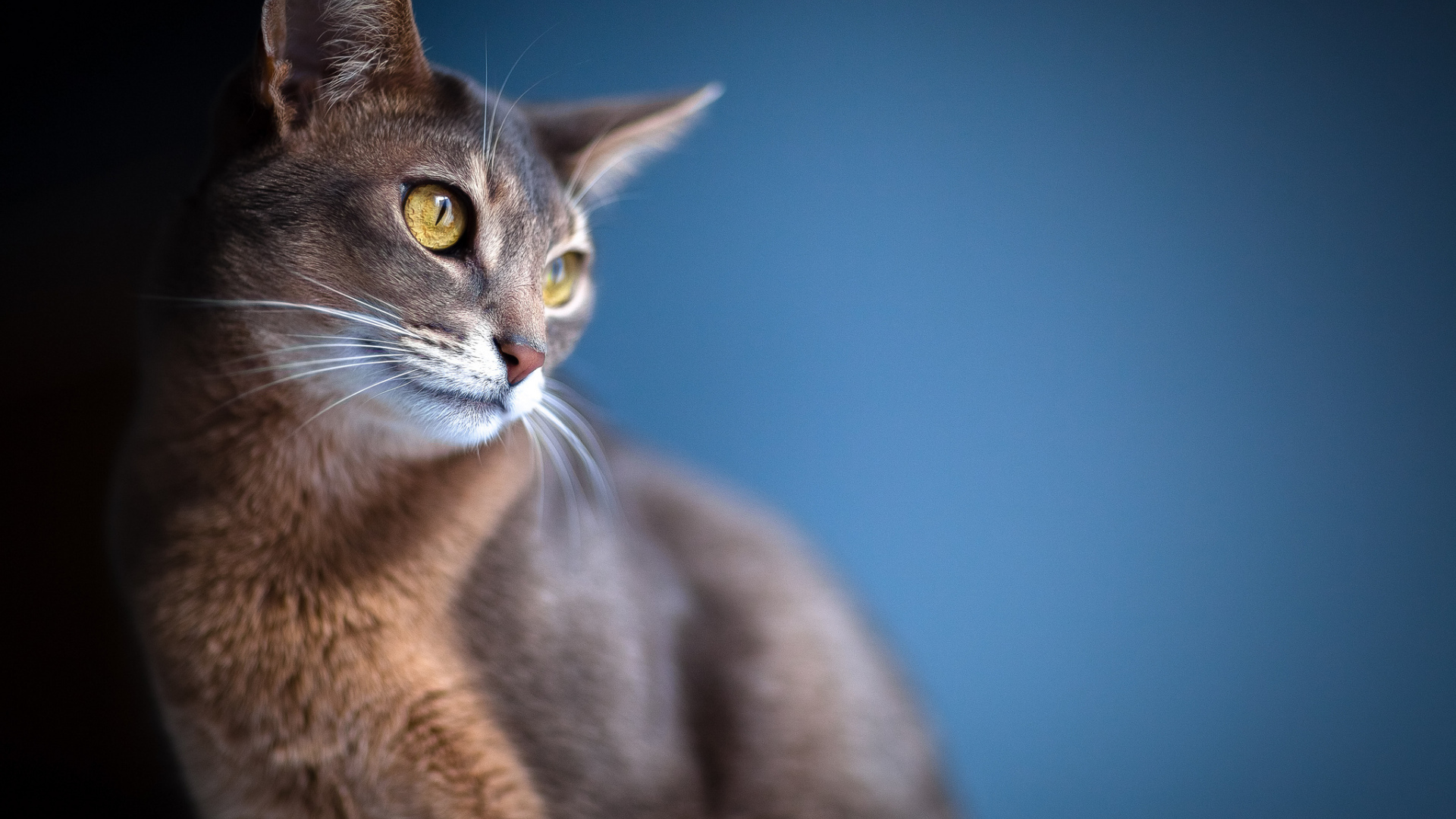 Кошка с большими ушами