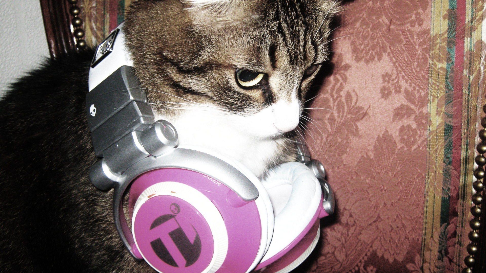 Кот с наушниками