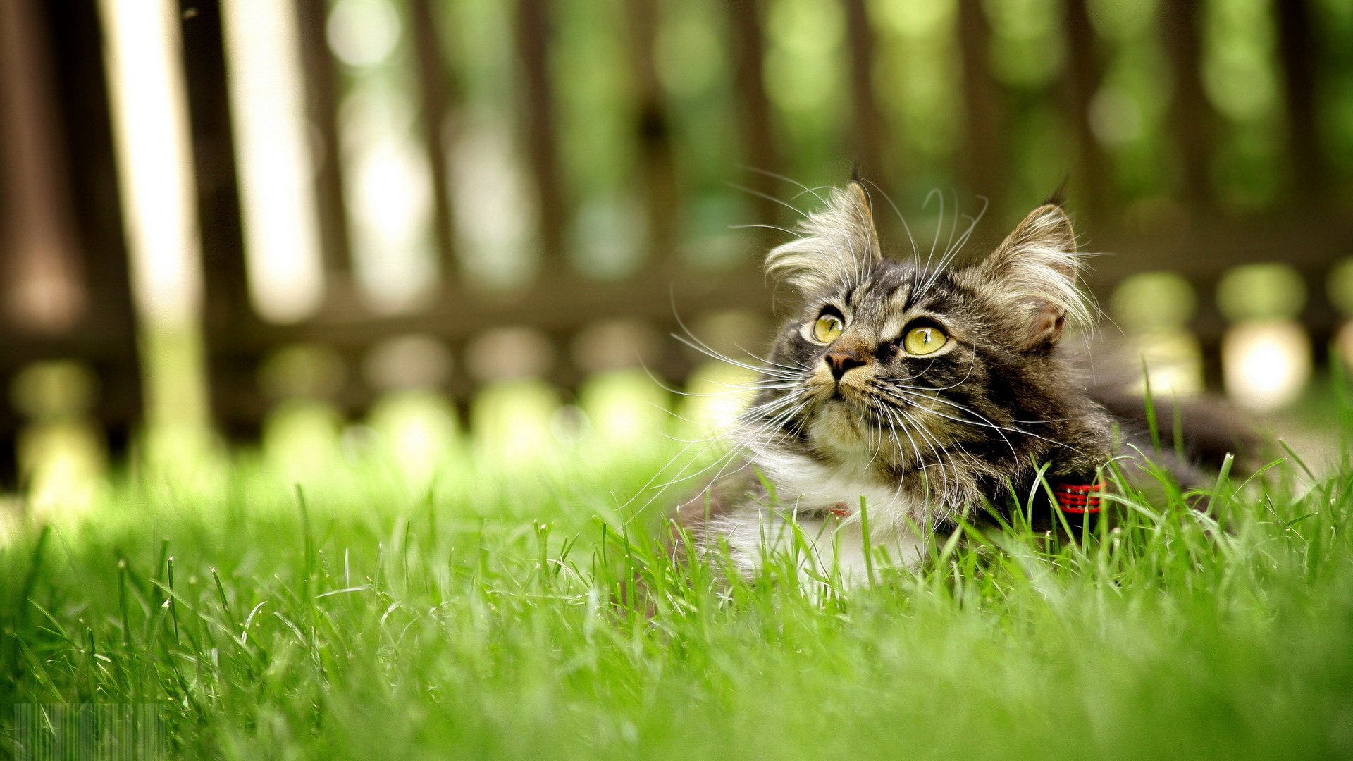 Серый кот лежит на траве