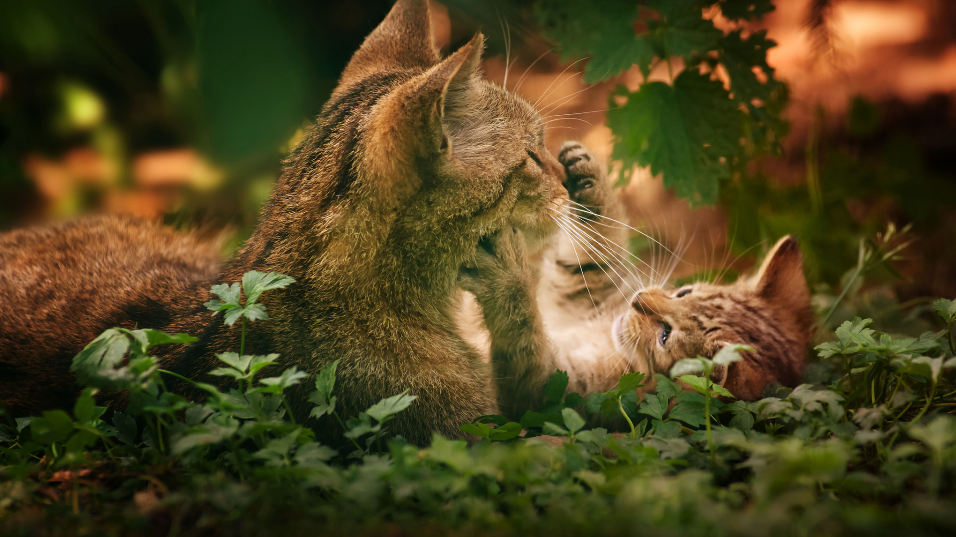 Котенок играет с кошкой