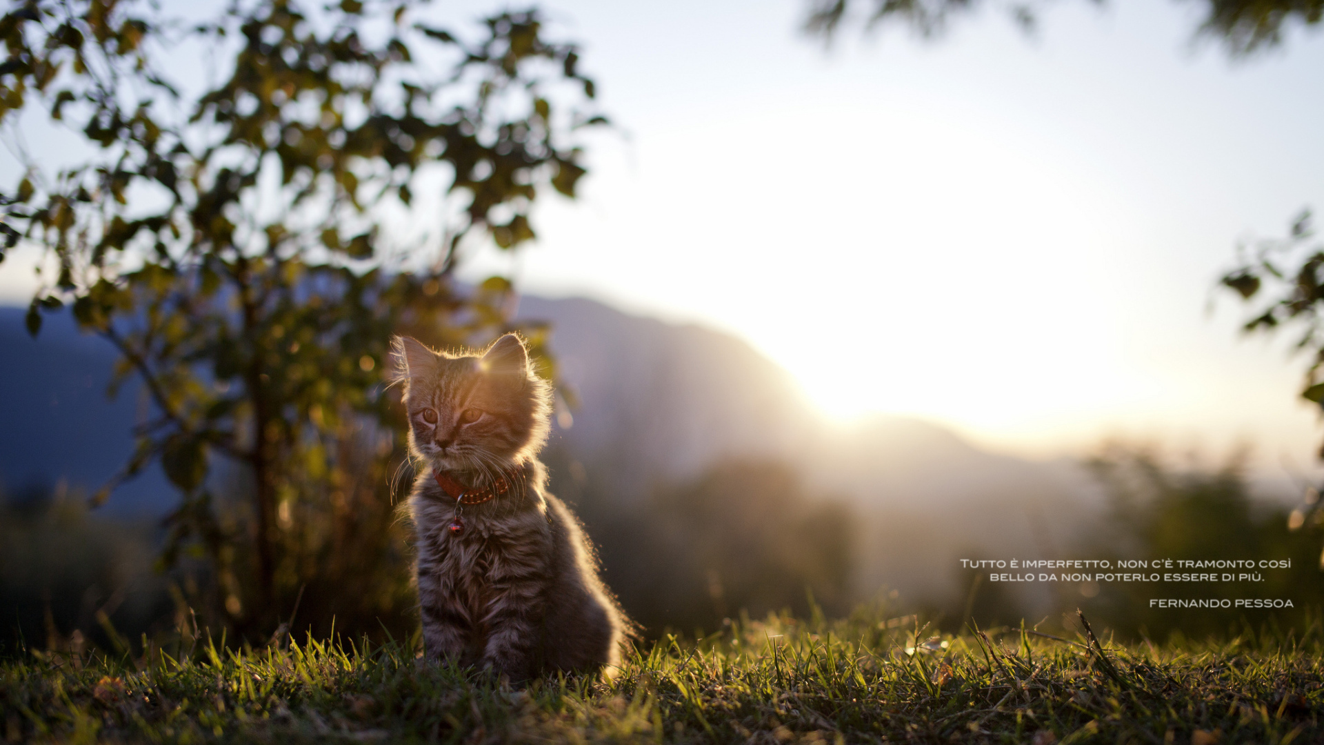 Котенок сидит на траве