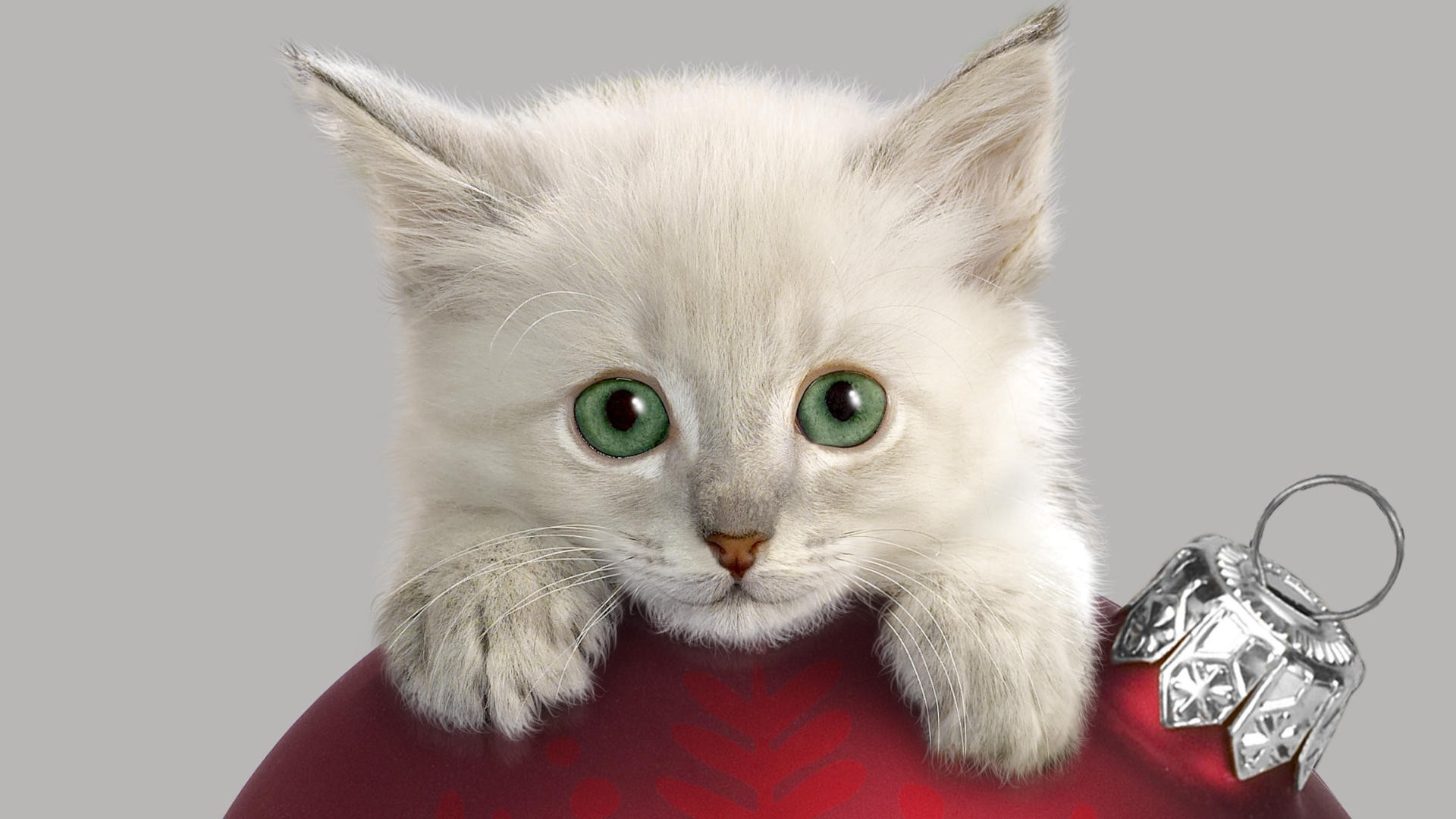 Котенок с Новогодней игрушкой