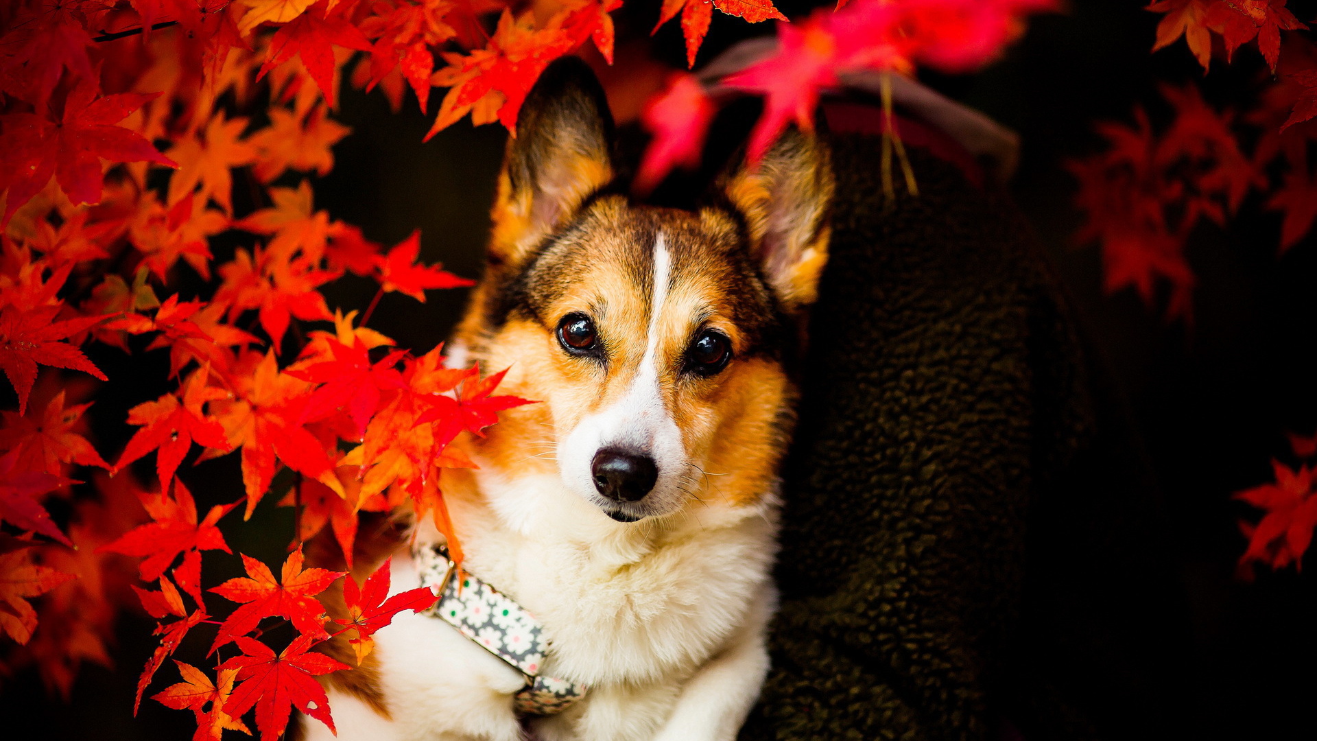 Собака в осенних листьях